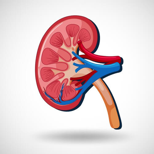 Urology at Panacea Hospital, Ranchi offers the best urinary care with top urologists, advanced treatments, and affordable services in Jharkhand.